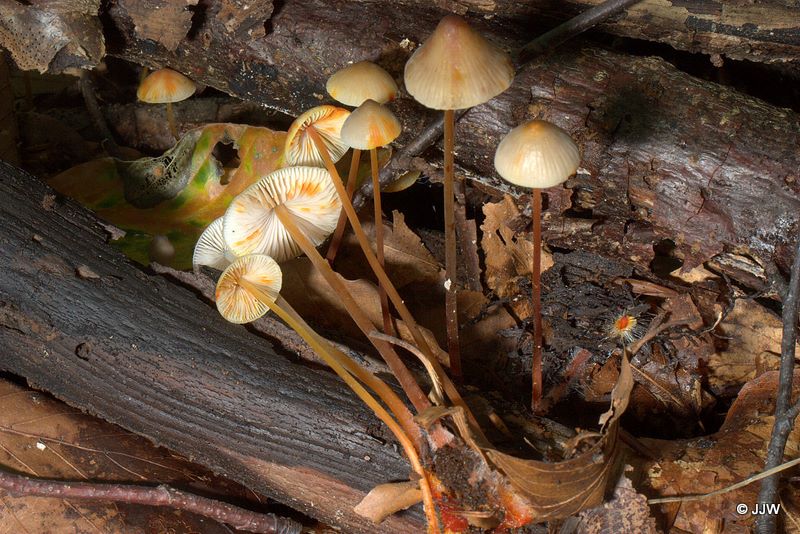 Mycena crocata